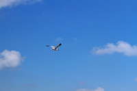 Cape Hatteras