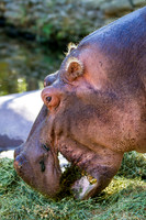 Homosassa Springs Wildlife State Park