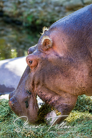 Homosassa Springs Wildlife State Park