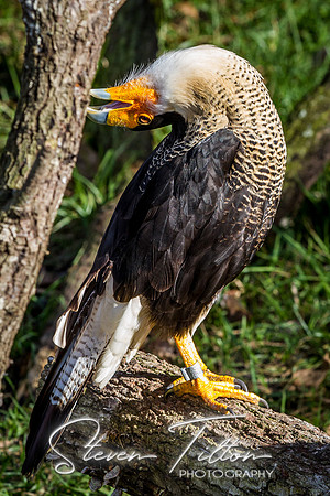 Homosassa Springs Wildlife State Park