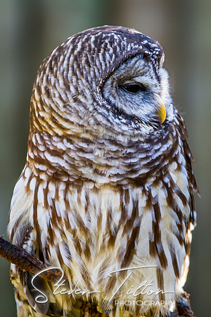 Homosassa Springs Wildlife State Park