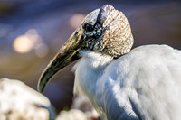 Homosassa Springs Wildlife State Park