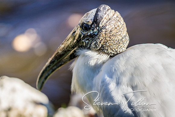 Homosassa Springs Wildlife State Park