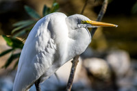 Homosassa Springs Wildlife State Park