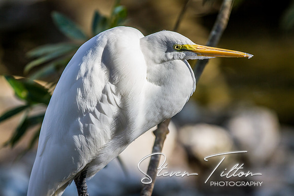 Homosassa Springs Wildlife State Park
