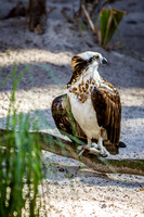 Homosassa Springs Wildlife State Park