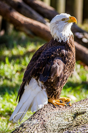 Homosassa Springs Wildlife State Park