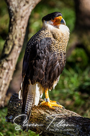Homosassa Springs Wildlife State Park