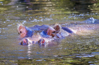 Homosassa Springs Wildlife State Park