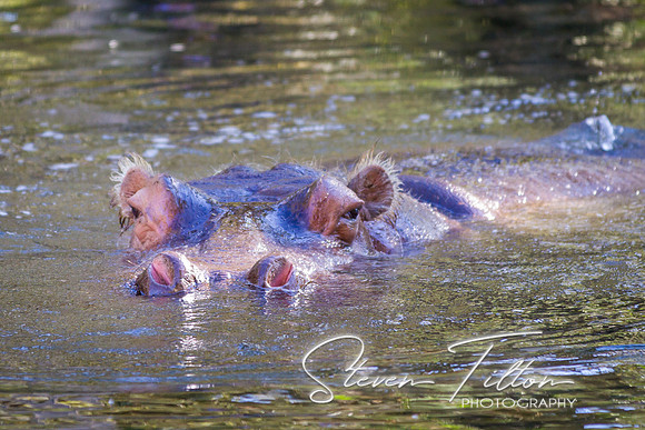 Homosassa Springs Wildlife State Park