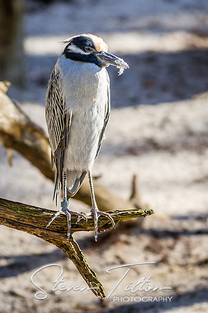 Homosassa Springs Wildlife State Park