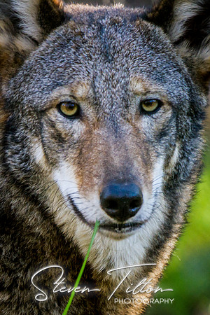 Homosassa Springs Wildlife State Park