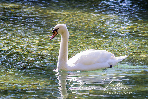 Homosassa Springs Wildlife State Park