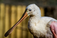 Homosassa Springs Wildlife State Park