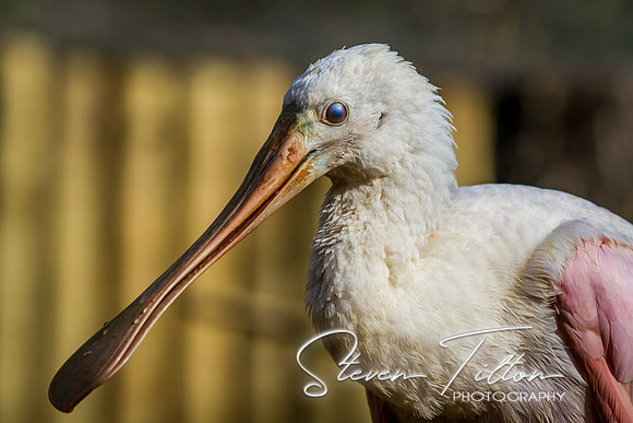 Homosassa Springs Wildlife State Park
