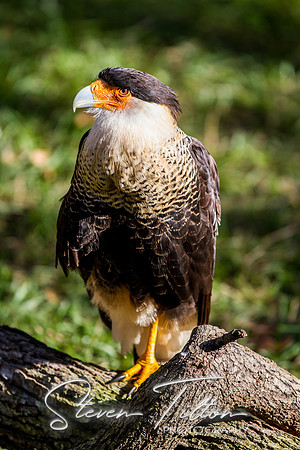 Homosassa Springs Wildlife State Park