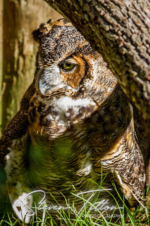 Homosassa Springs Wildlife State Park