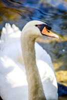 Homosassa Springs Wildlife State Park
