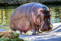 Homosassa Springs Wildlife State Park