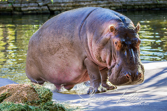 Homosassa Springs Wildlife State Park