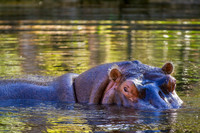 Homosassa Springs Wildlife State Park