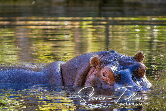Homosassa Springs Wildlife State Park