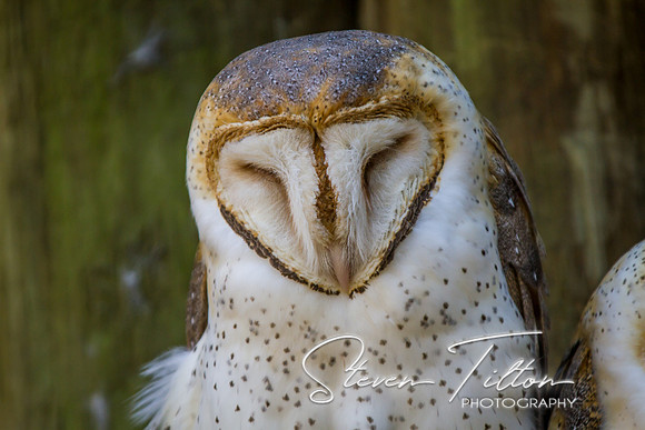 Homosassa Springs Wildlife State Park