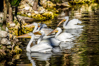 Homosassa Springs Wildlife State Park