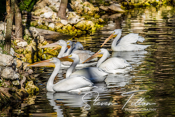 Homosassa Springs Wildlife State Park