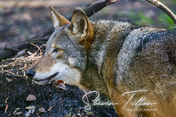 Homosassa Springs Wildlife State Park
