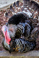 Homosassa Springs Wildlife State Park