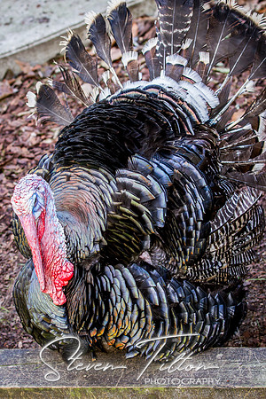 Homosassa Springs Wildlife State Park
