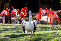 Homosassa Springs Wildlife State Park
