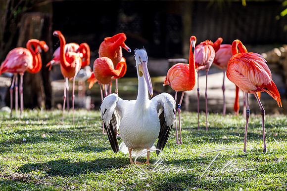 Homosassa Springs Wildlife State Park