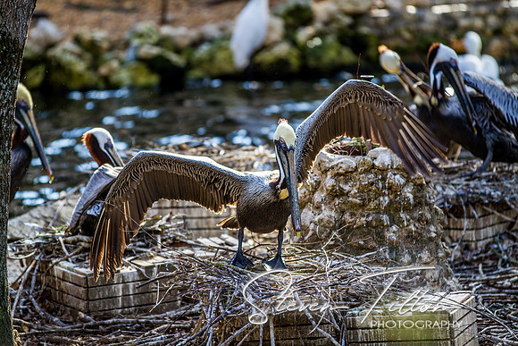 Homosassa Springs Wildlife State Park