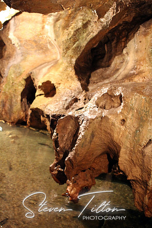 Cavern Trout