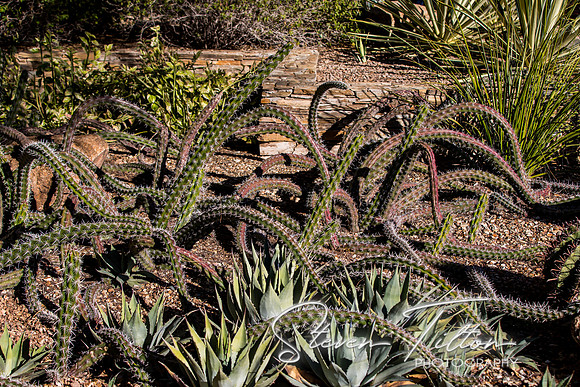 Botanical Garden