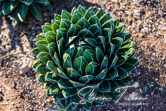 Botanical Garden