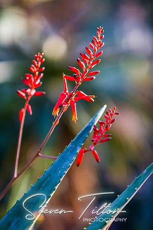 Botanical Garden