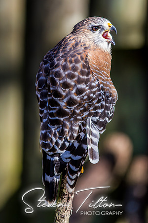 Homosassa Springs Wildlife State Park