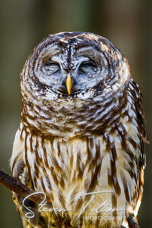 Homosassa Springs Wildlife State Park