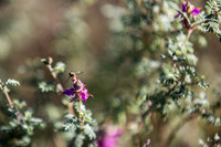 Botanical Garden