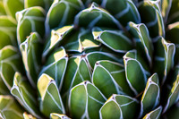 Botanical Garden