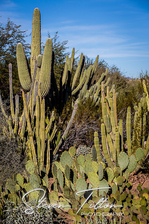 Botanical Garden