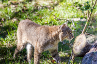 Homosassa Springs Wildlife State Park