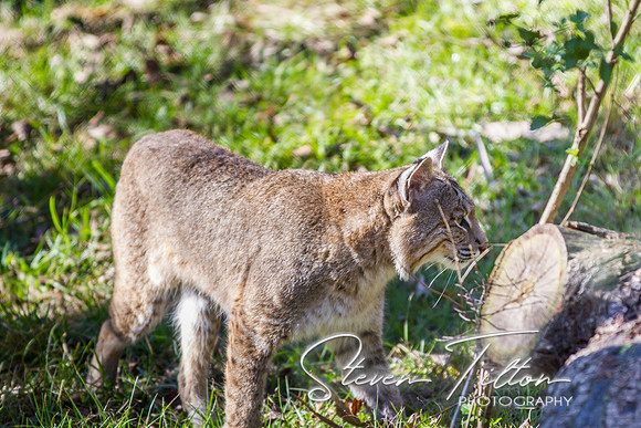 Homosassa Springs Wildlife State Park
