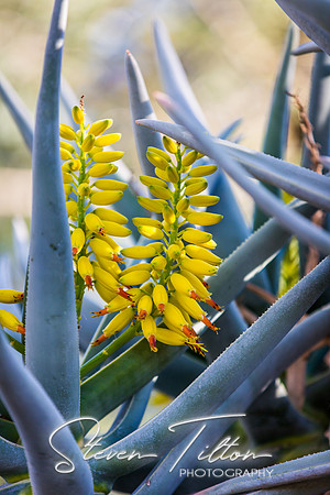 Botanical Garden