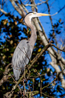 Homosassa Springs Wildlife State Park
