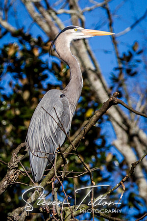 Homosassa Springs Wildlife State Park