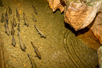 Linville Caverns
